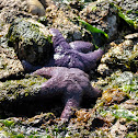Purple Sea Star, Ochre Sea Star