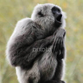 Singing Gibbon by Miriam Haas - Animals Other Mammals