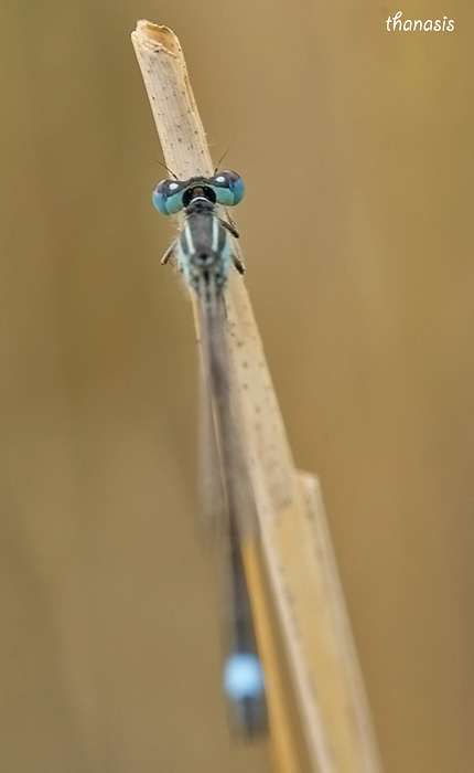 Blue-tailed Damselfly
