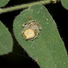 Laglaise's Garden Spider