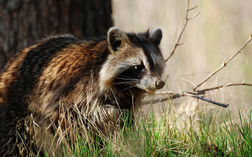 免費下載個人化APP|Raccoon Wallpaper app開箱文|APP開箱王