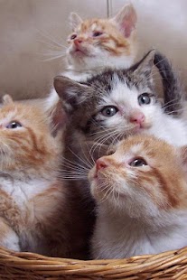 Cat Wallpaper Screenshots 2
