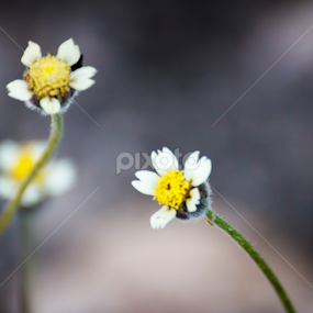 Newbies by Unni Krishnan - Flowers Flowers in the Wild
