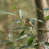 Willow Warbler