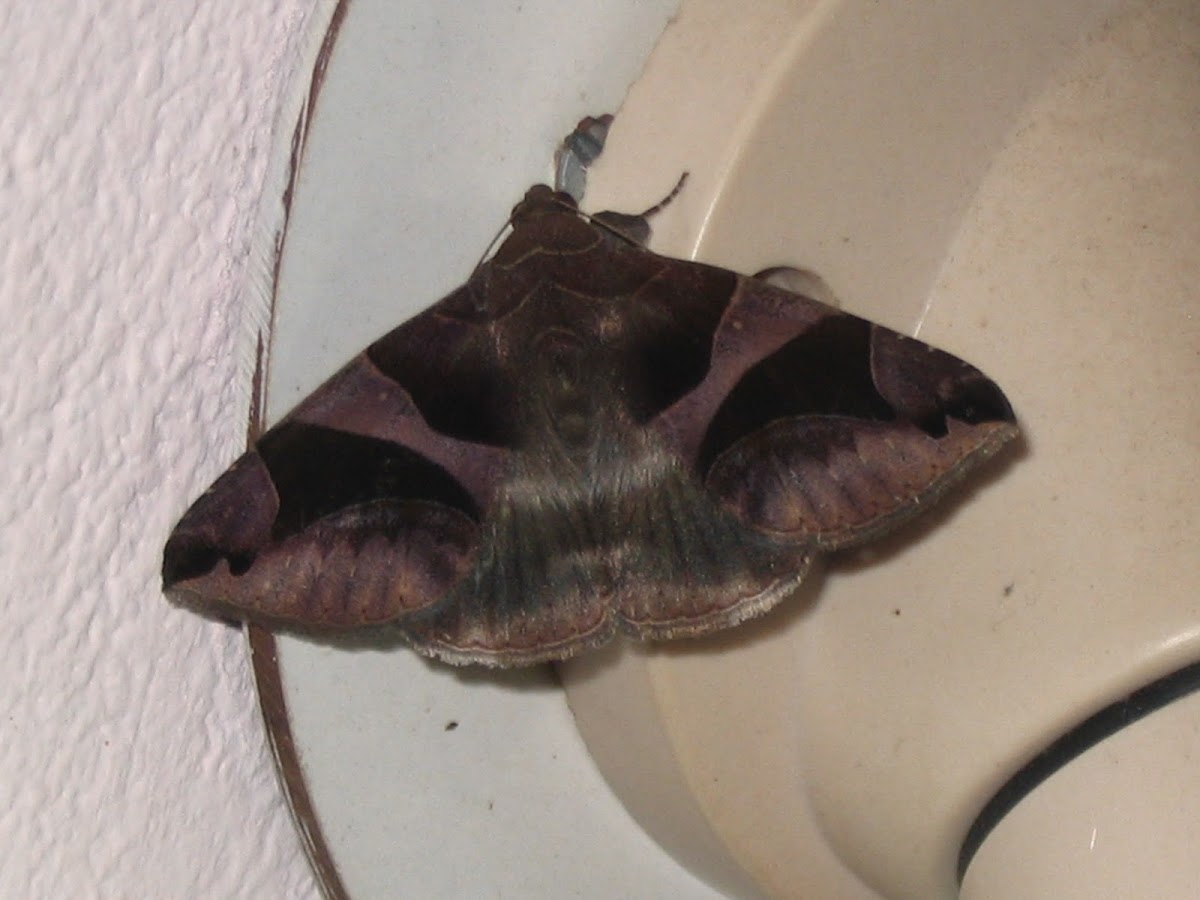 Erebid / Noctuid moth