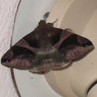 Erebid / Noctuid moth