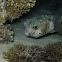 Egelvis, Porcupinefish, Diodon nicthemerus