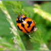 Transverse Ladybird Beetle
