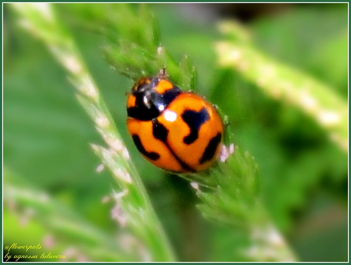 Transverse Ladybird Beetle