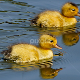 Two of Fourteen by Barbara Brock -  