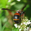 Wasp with Twisted-winged Parasite