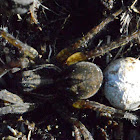 Wolf Spiders (1 with egg sack attached)