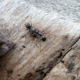 Flying Ant Survey - United Kingdom