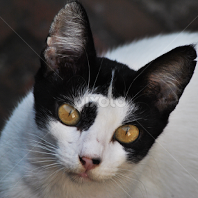 Eye by Swapno Hin - Animals - Cats Portraits