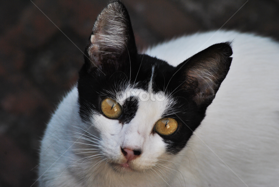 Eye by Swapno Hin - Animals - Cats Portraits