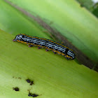 Lily caterpillar