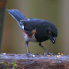 Eastern Towhee (Male)