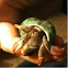 Caribbean Hermit Crab