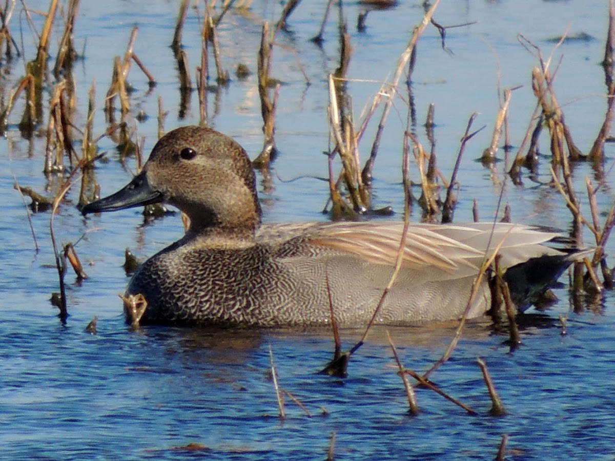 Gadwall (male)