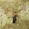 Yellow-necked Soldier Beetle