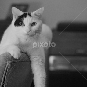 Hanging Out by Dallas Landriault - Animals - Cats Portraits
