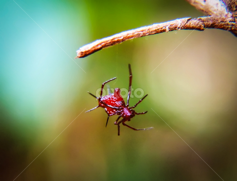 Red Devil Spider | Insects & Spiders | Animals | Pixoto