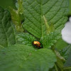 (Golden) Leaf Beetle