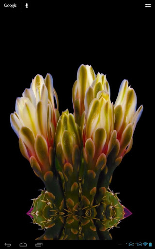 免費個人化App|Blooming Flower Cactus Buds|阿達玩APP