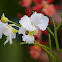 Orquídea  Papilionanthe sp