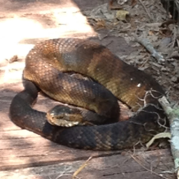 Cottonmouth Project Noah