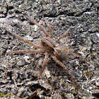 Caranguejeira (Tarantula)