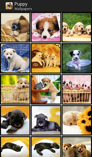 Puppy - HD Wallpapers