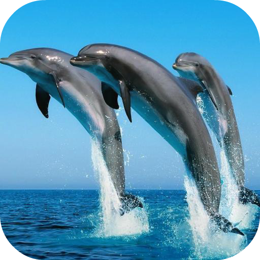 Dolphin Live Wallpaper LOGO-APP點子