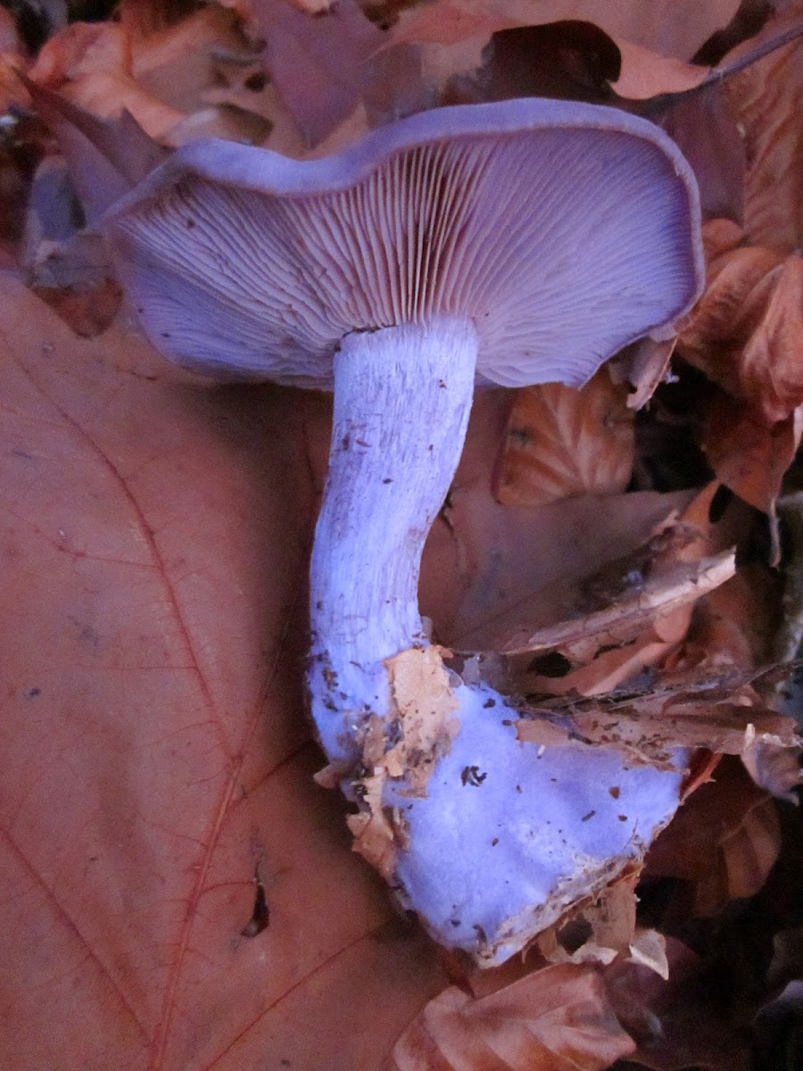 Wood Blewit