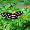 Zebra longwing butterfly