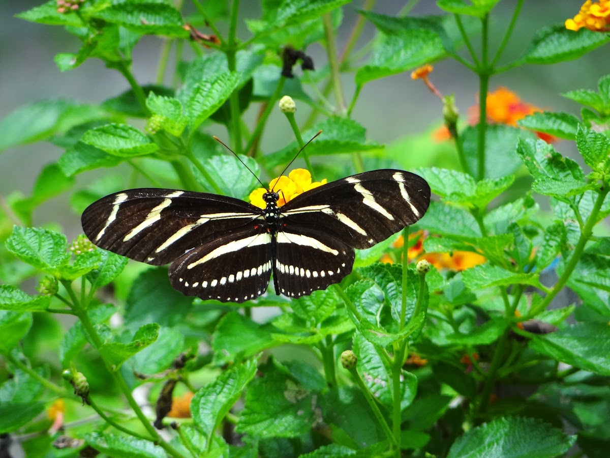 Zebra longwing butterfly