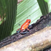 Strawberry poison-dart frog