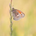 Small Heath (butterfly)
