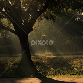 Rays by Sai Kiran - Nature Up Close Trees & Bushes