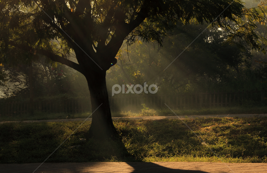 Rays by Sai Kiran - Nature Up Close Trees & Bushes