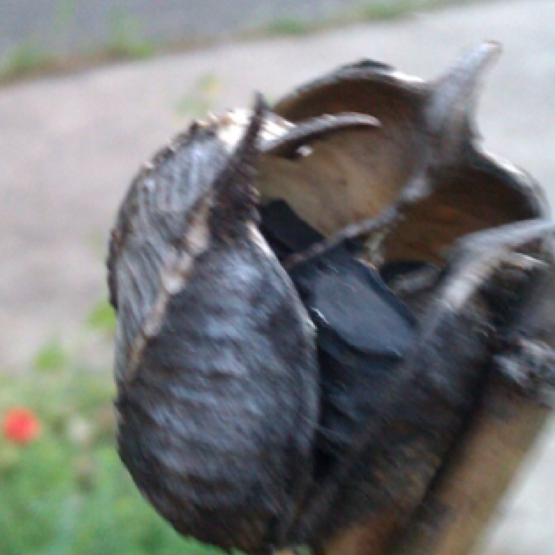 Red Yucca seed pod