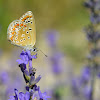 Common Blue