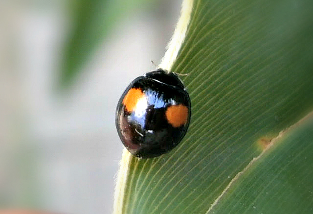 Ashy-Gray Ladybird Beetle