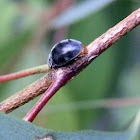 Gumtree Scale Ladybird