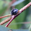 Gumtree Scale Ladybird