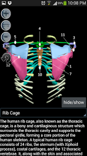 Anatomy Bones and Muscles - screenshot thumbnail