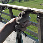 Northern Mockingbird