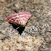 Volupial Pyrausta Moth