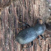 Darkling Beetle