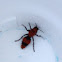 Eastern velvet ant (female)